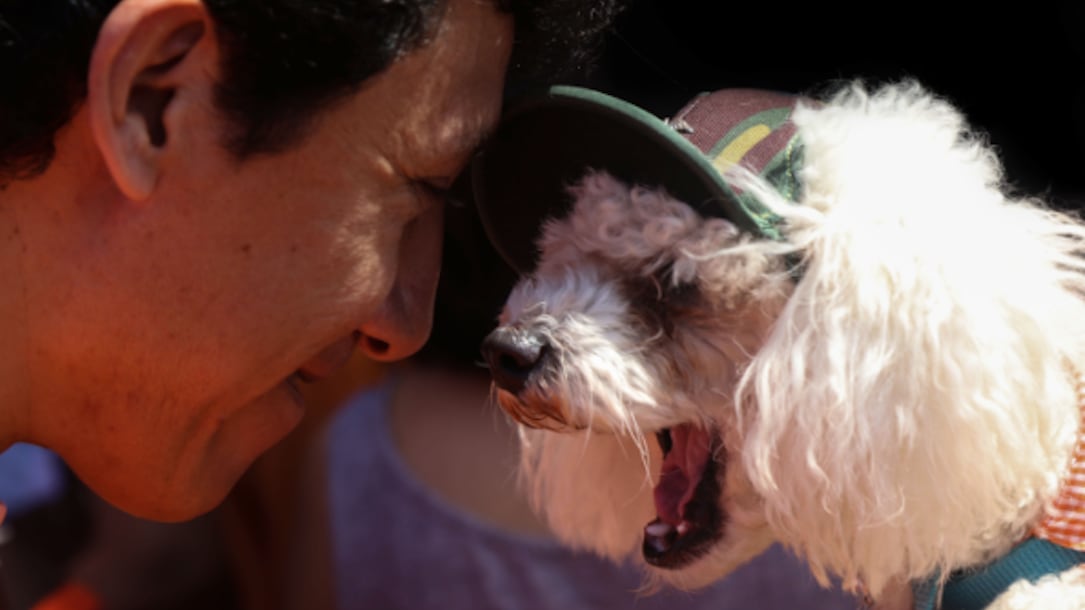 Cámara de Senadores considera que las mascotas son un miembro más de la familia