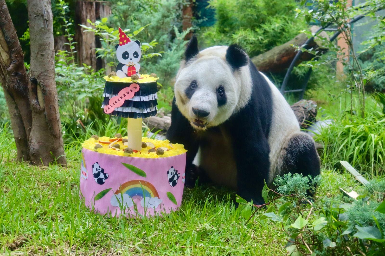 La panda gigante Xin Xin