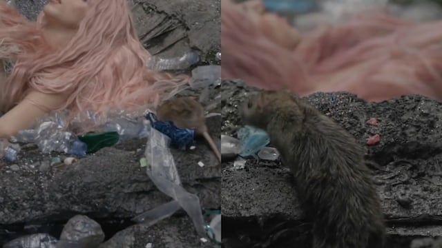 Rata en Copa Vacía de Shakira