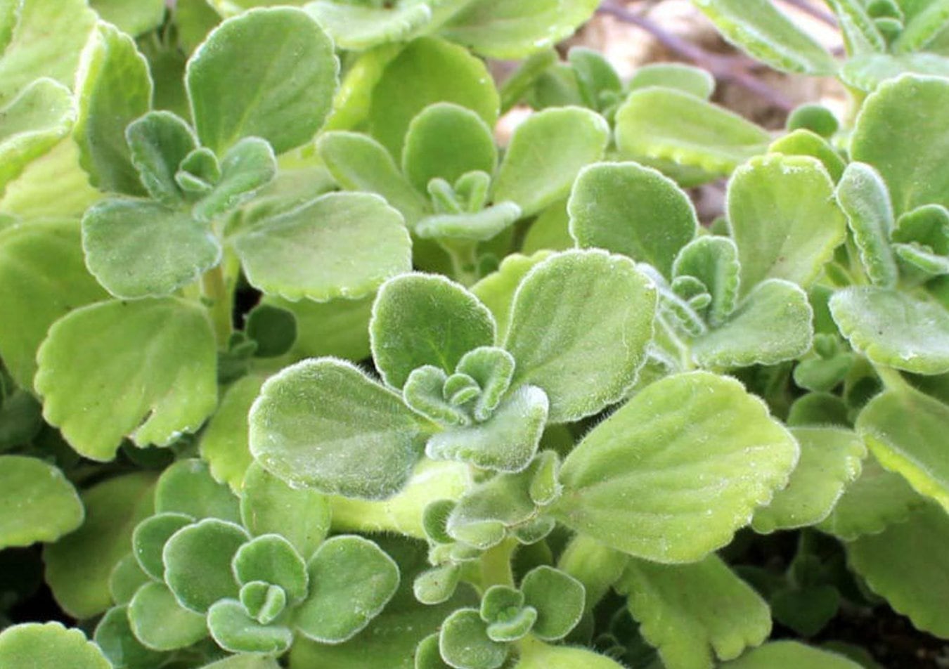 Planta Vaporub