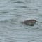 La vaquita marina vive; al menos 10 ejemplares fueron vistos en México y algunos eran crías