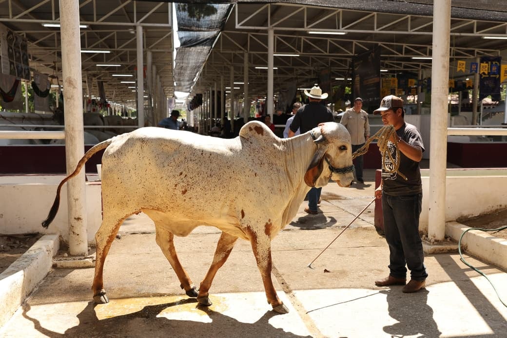 Javier May impulsa la ganadería tabasqueña en la Muestra del Cebú.