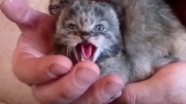 Cachorro de manul