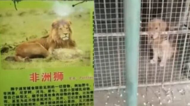 Perro golden retriever, león