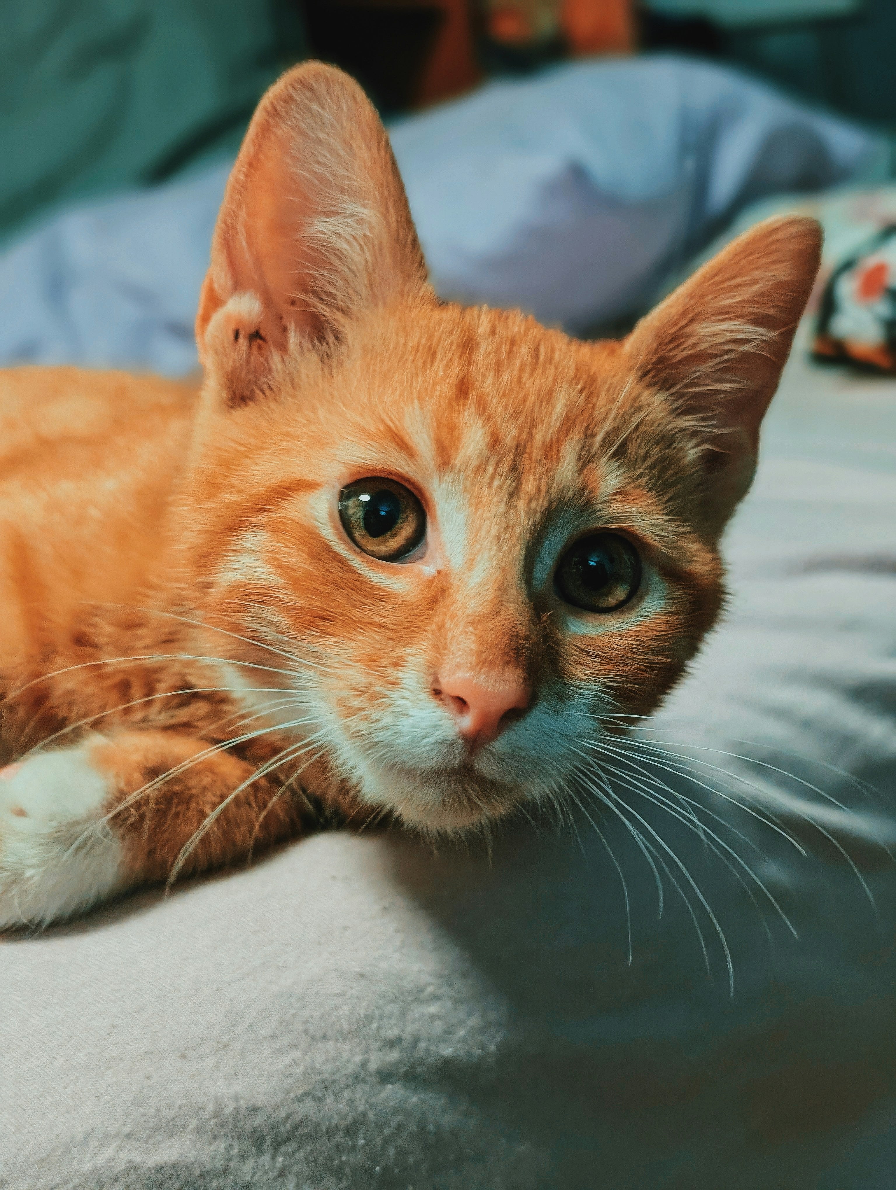 Gato naranja