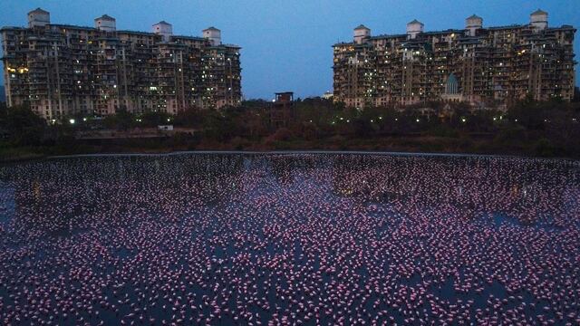 Flamencos en Mumbai