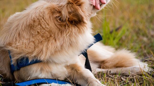 PRI propone hasta 10 años de cárcel para quien abandone mascotas en la calle