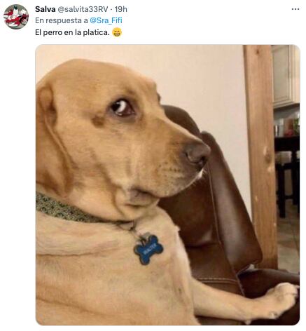 Perro se fue de vago, lo acusan