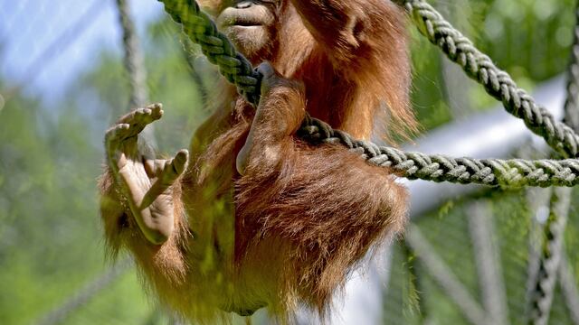 Los humanos aprendieron a caminar erguidos arriba de los árboles