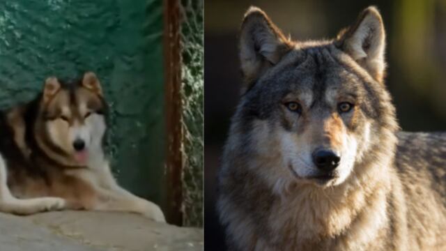 Husky se hace pasar por lobo en TikTok
