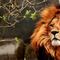 Kenia: León escapa del parque nacional de Nairobi y genera pánico