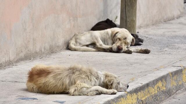 Perros de la calle