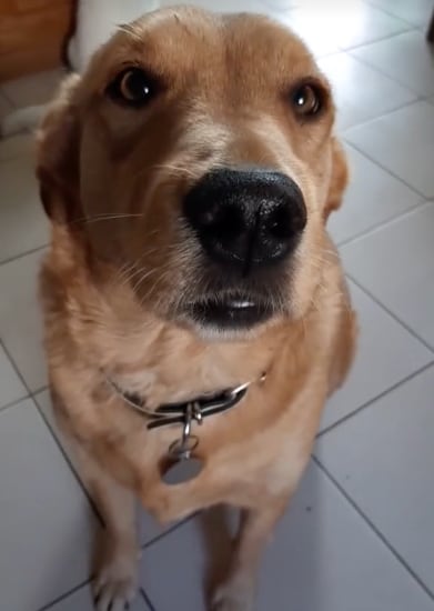 Perrito ladrón de chorizo