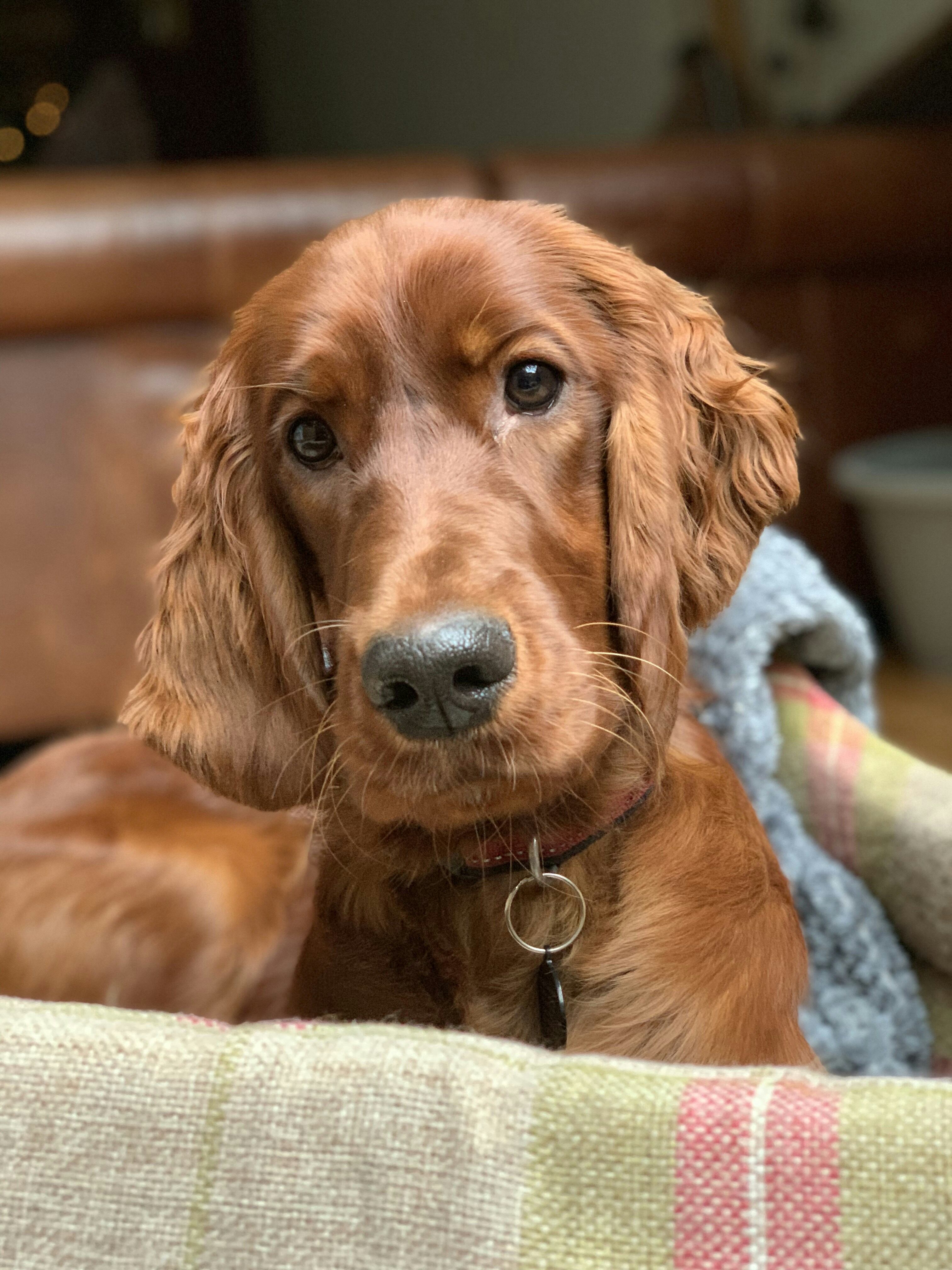 Estos son los cuidados para un Cocker Spaniel como Skye de Paw Patrol