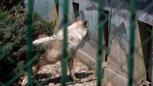 Lobo en zoológico de Neza