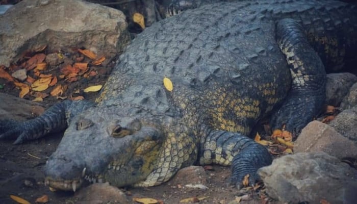 Hay tantos cocodrilos en Tamaulipas que van a hacer un censo