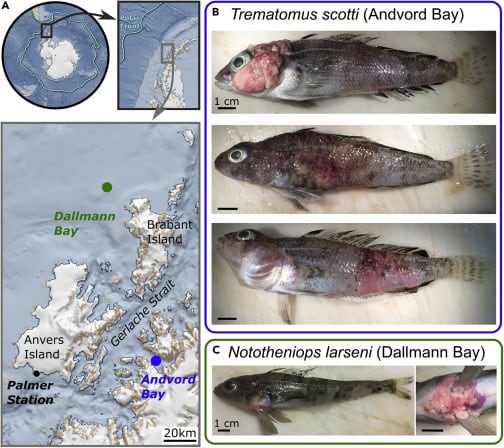 Peces con tumores provocados por el cambio climático