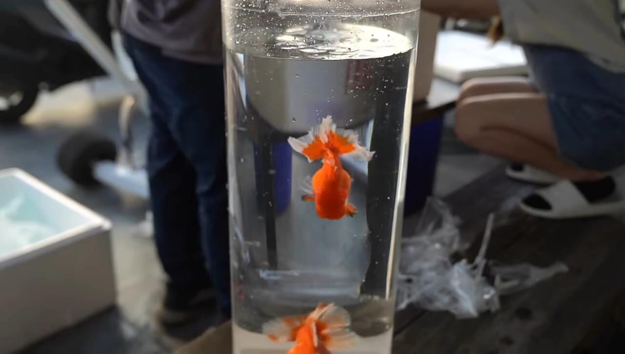 Carriola para peces