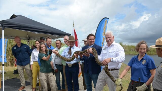 En Florida se realiza una competencia de cacería de pitones cada años