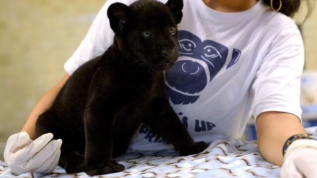 Denuncian tráfico de jaguares para venta de sus genitales en China