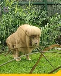 Un león de un zoológico en China, se hace viral por su corte de cabello en la melena