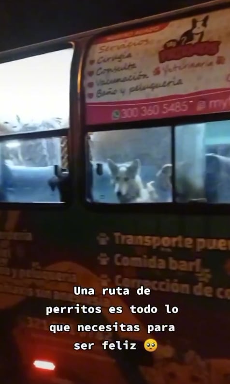 Camión que lleva a los perros