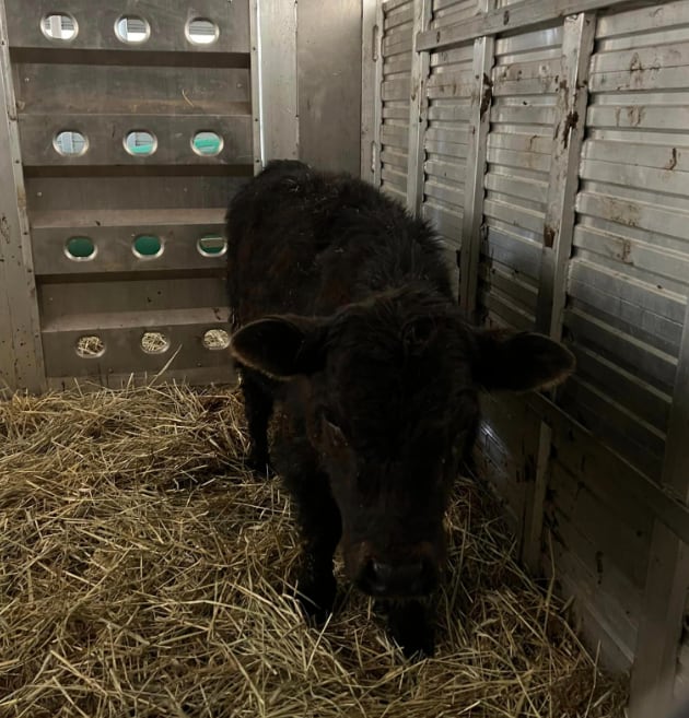Stewie, vaca que escapó del matadero