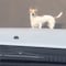 VIDEO: Perrito lanza mirada retadora a conductor