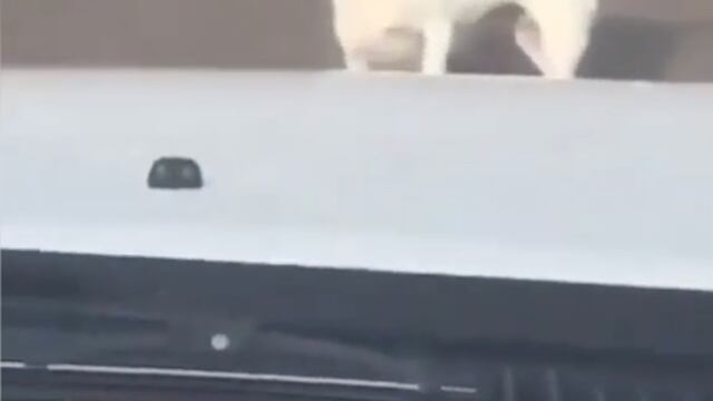 Perro reta con la mirada al conductor