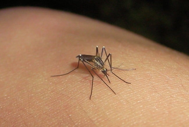 Dengue
