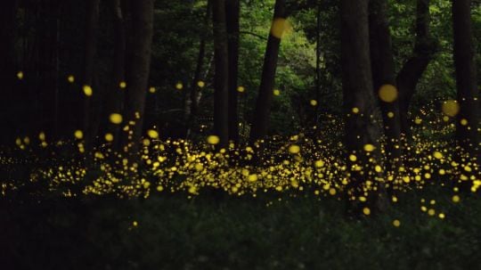 Luciérnagas en Tlaxcala