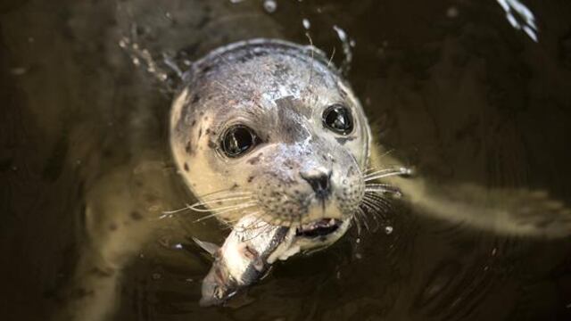 Foca del Caspio, especie amenazada