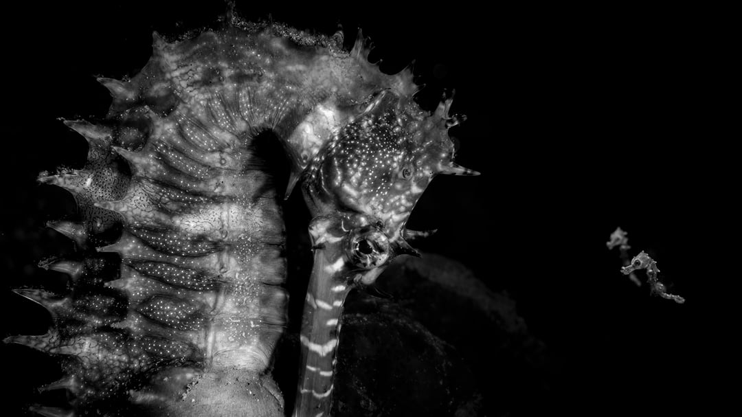 Una fotografía de un caballito de mar gana el Ocean Photographer of the Year 2026