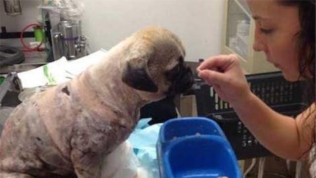 Muere perro de raza “Pug”, tras ser quemado en Nuevo León