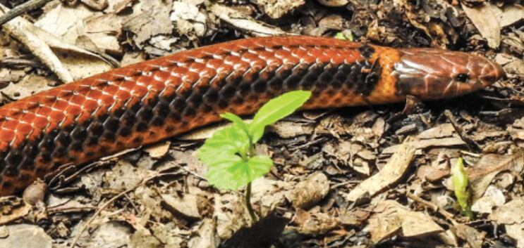 Phalotris shawnella, nueva especie de serpiente descubierta en Paraguay