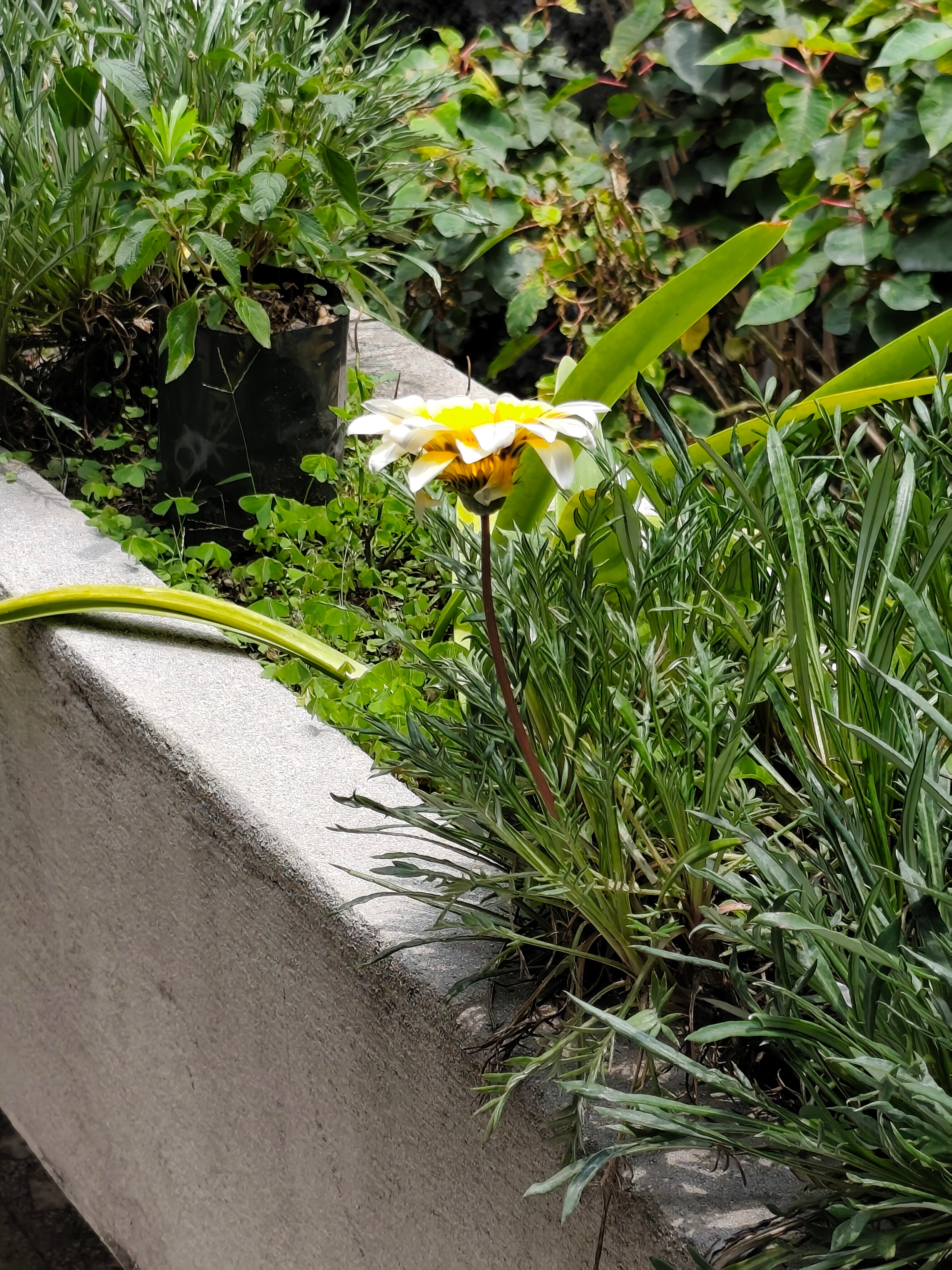 Foto tomada con la cámara del Redmi Note 14 Pro+5G