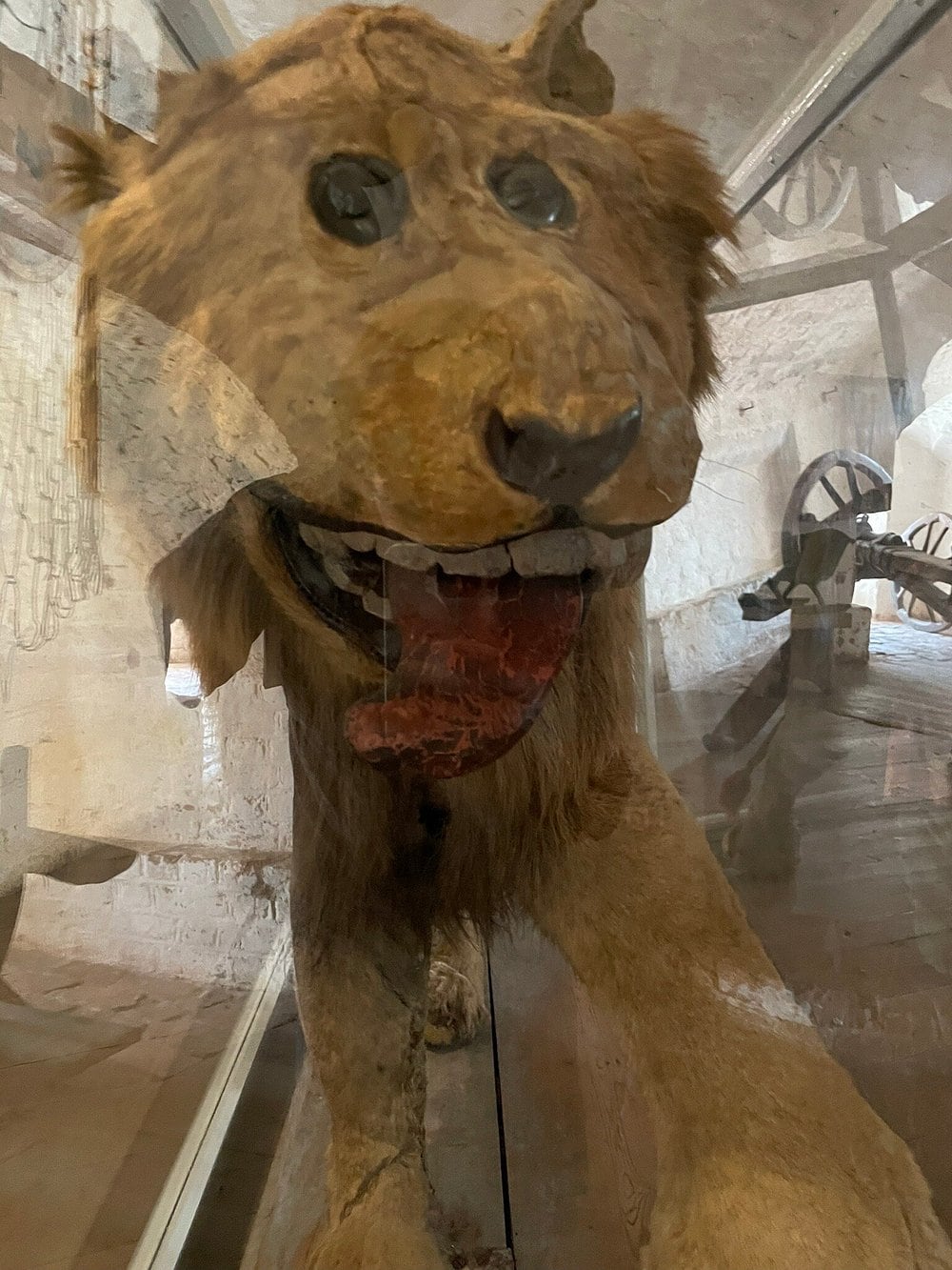 Feo león disecado en Suecia, pertenecía al rey Federico I.