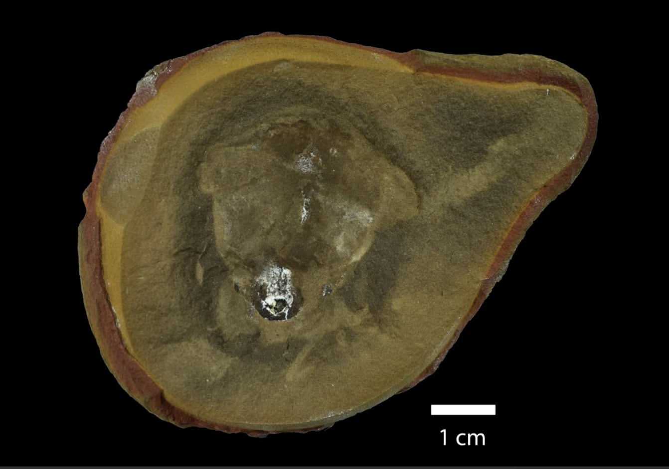 Falso fósil de pulpo