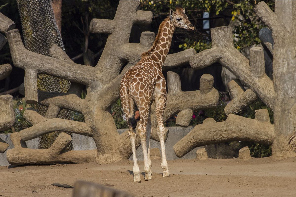 Sicarú, jirafa bebé del Zoológico de Chapultepec