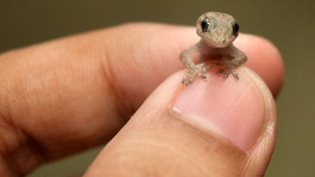 Las lagartijas como mascota: una alternativa para los amantes de los reptiles
