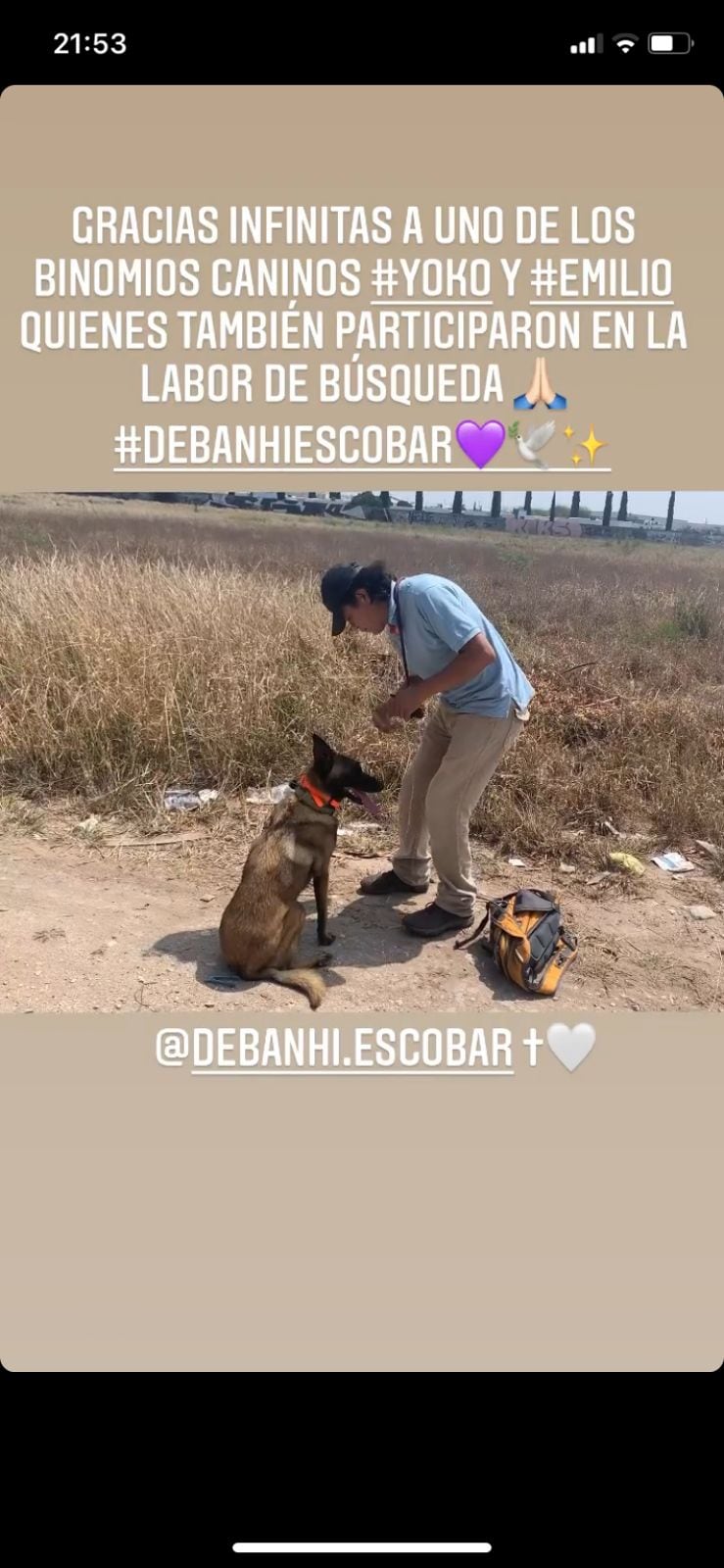 Perros que participaron en la búsqueda de Debanhi Escobar