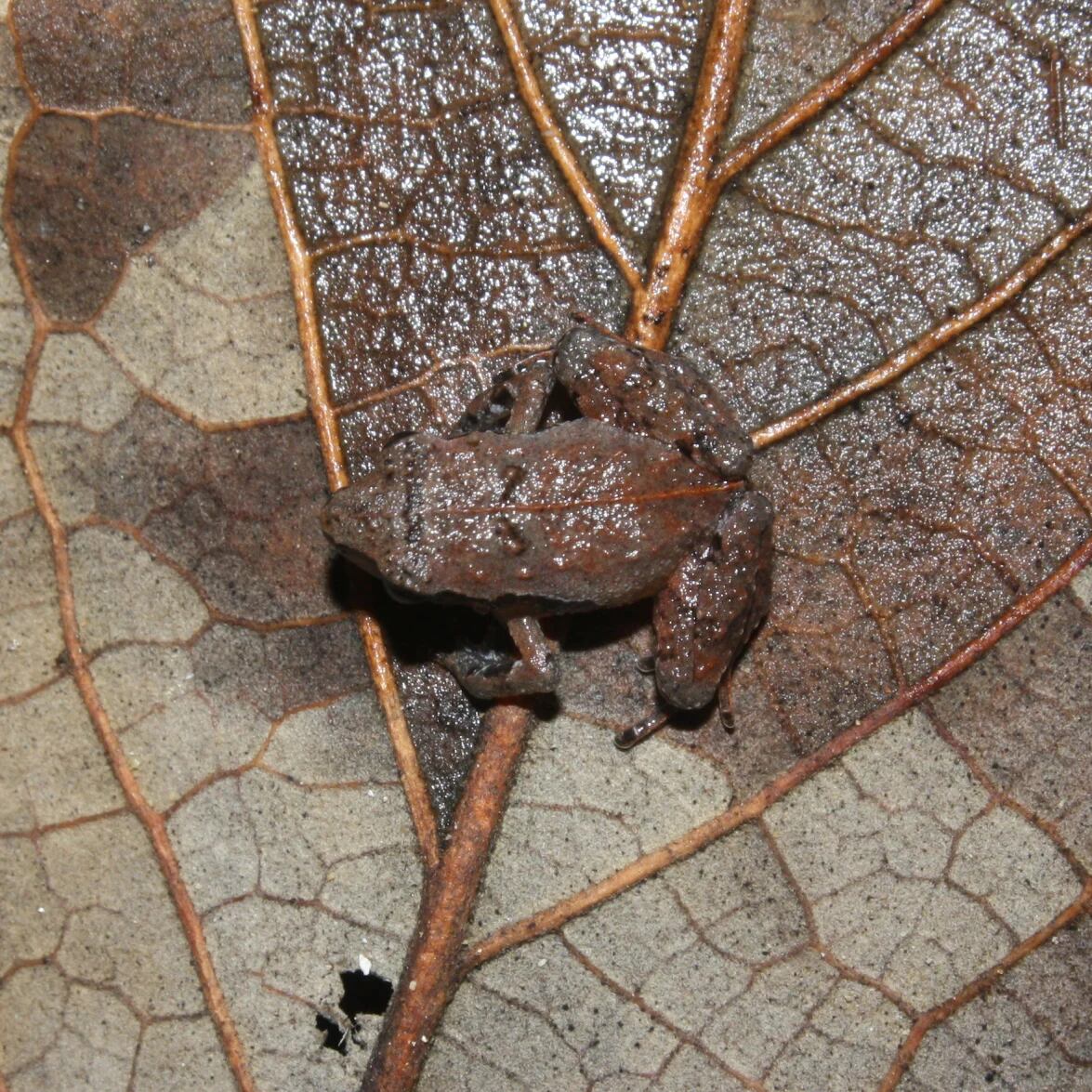 Especie de rana "miniatura": Craugastor rubinus