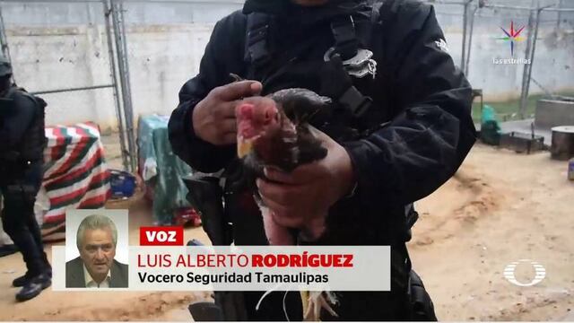 Gallos de pelea