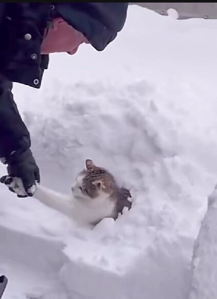 Gato jugando en la nieve