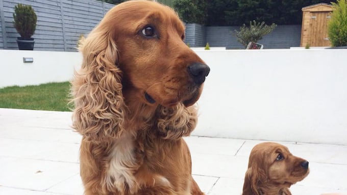 ¡La feria canina "Adogtame' te ayuda a encontrar a tu nuevo mejor amigo!