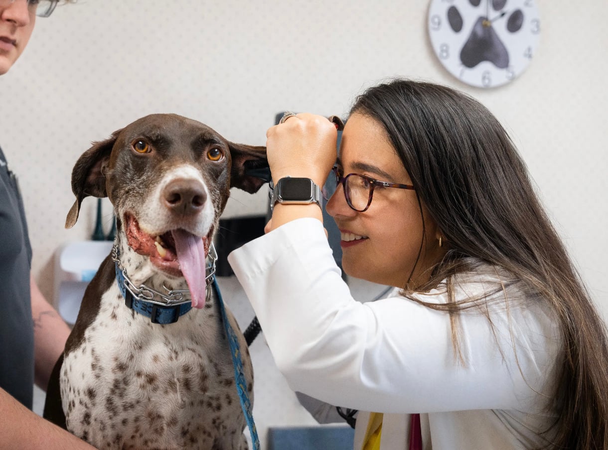 LOY-002 promete prolongar la vida de loos perros