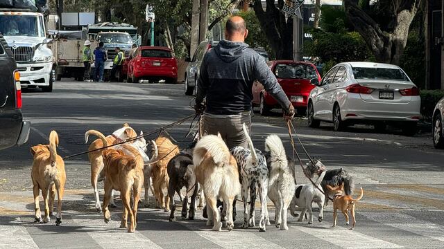 Paseador de perros no pudo contener a sus perritos