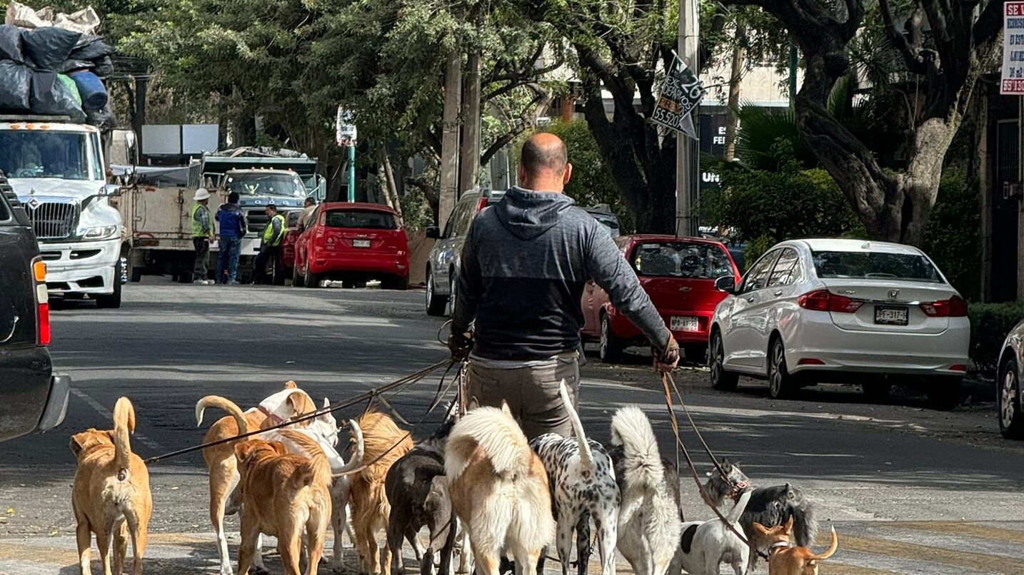 Licencia para paseadores de perros en CDMX: la propuesta que busca cuidar a las mascotas