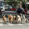 Licencia para paseadores de perros en CDMX: la propuesta que busca cuidar a las mascotas