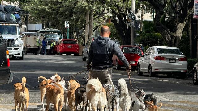 Paseador de perros no pudo contener a sus perritos